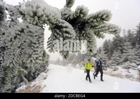 Schierke, Germany. 20th Nov, 2020. Hikers are on the Brockenstraße. The first snow flakes of the season have fallen on the Brocken. The Brocken summit lies under a thin layer of snow. In the coming days, more snowfall is expected at higher altitudes in the Harz Mountains. Credit: Matthias Bein/dpa-Zentralbild/dpa/Alamy Live News Stock Photo