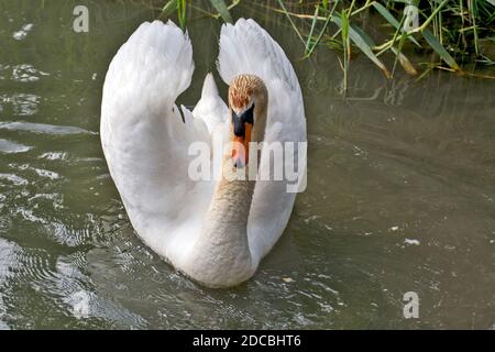 A swan floats on a river next to a reed near the shore. He watches the shore to see if there is any danger. Stock Photo