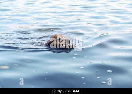 Close up of a beautiful golden retriever swimming in the water with a stick in its mouth Stock Photo
