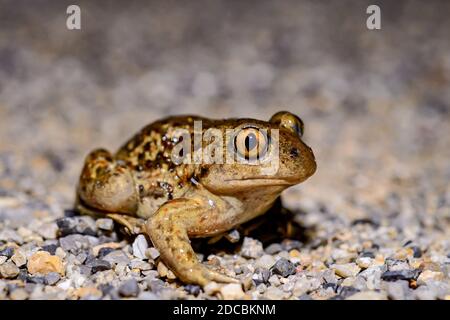 common Eurasian spadefoot toad (Pelobates fuscus) Stock Photo