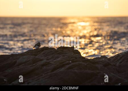 Ruddy turnstone, Wader on rock at sunset, Mijas Costa, Spain. Stock Photo