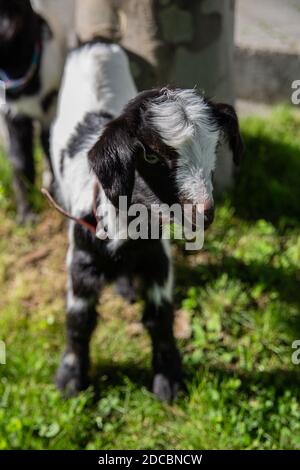 Close up of baby goats Stock Photo