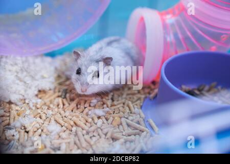 A white Dzungarian hamster in a multicolored cage with pipes, a wheel, a bowl of food, filler, and cotton sits in the pipe and looks curiously Stock Photo