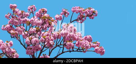 Sakura. Blossomed Japanese cherry trees on blue sky background Stock Photo