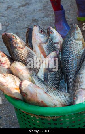 fishing carp basket, fishing carp basket Suppliers and