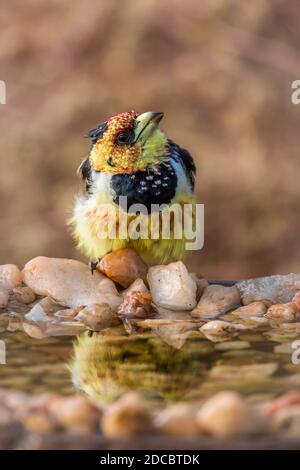 Crested Barbet standing at waterhole in Kruger National park, South Africa ; Specie Trachyphonus vaillantii family of Ramphastidae Stock Photo
