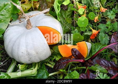A blue grey 'Crown Prince' squash cut open to reveal the bright orange flesh, growing on a bed of nasturtiums and chard. Stock Photo