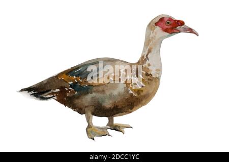 watercolor muscovy duck original illustration isolated on white background Stock Photo