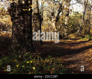 woodland walk in low fall light with long shadows. Stock Photo