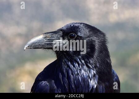 Portrait of a Raven at Bryce Canyon National Park. Stock Photo