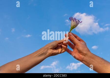 Detail of a female hand that gently extends a flower to a male hand against a beautiful sky Stock Photo