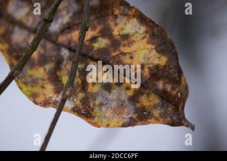 Autumn leaf on the tree. Icy from the first frost. Stock Photo