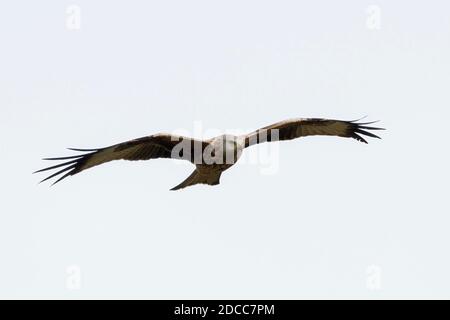 Juvenile Red Kite (Milvus milvus) in flight on the lookout for carrion over Salisbury Plain, Wiltshire England UK. Stock Photo