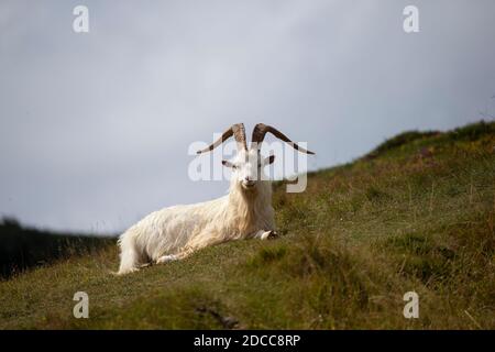 A Great Orme Kashmiri goat Capra markhor with impressive horns lying down and resting at the summit of limestone outcrop in mid summer Stock Photo