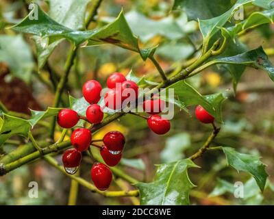 raindrops glistening on bright red holly berries Stock Photo