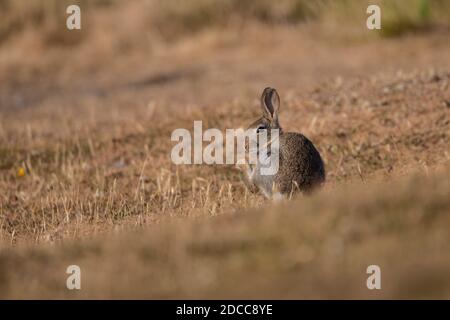 Wild Rabbit Oryctolagus cuniculus preening on the short grass of the Great Orme headland at dawn in North Wales, U.K. Stock Photo