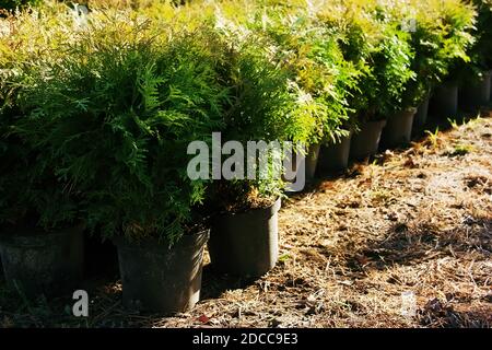 Row of flowerpots with garden plants. Thuja occidentalis (northern white-cedar, eastern arborvitae or tree of life) Stock Photo
