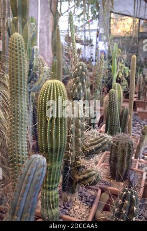 home cactus Candelabra Cactus In Black Pot Big Artificial Plants Home Decor  Jamali  Garden