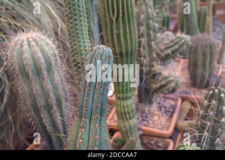 Cactuses in MSU botanical garden, Moscow, Russia. Cactus collection Stock Photo