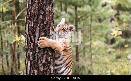 Little Ussuri tiger cub climbs a tree.Portrait of Usurian Tiger in a wild autumn landscape in sunny day. A young tiger in wildlife. Stock Photo