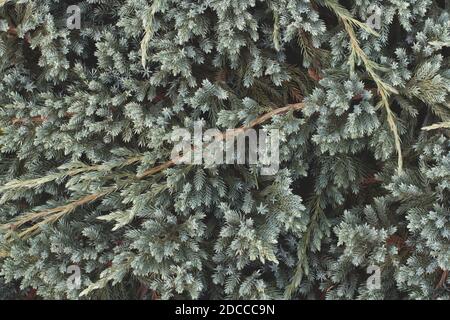 Branches of Juniperus squamata (flaky juniper or Himalayan juniper). Nature background Stock Photo