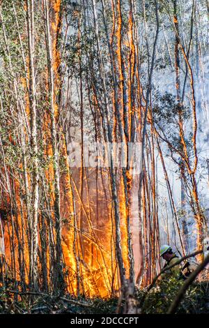 Miami Florida,Pennsuco West Okeechobee Road,fire damaged trees ash controlled burn,firemen fireman firefighters Everglades edge smoke, Stock Photo