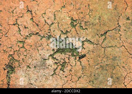 Old rough brick with moss and mold.  Cracked dark orange brick close-up. Natural background Stock Photo