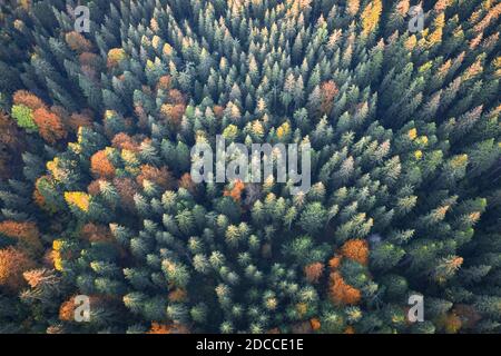 Aerial drone top down view. Yellow, orange and red autumn trees in colorful forest. Sunny day in autumn mountains Stock Photo