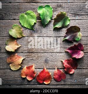 The multicolored leaves are harmoniously arranged in a color circle like a clock on a wooden background. The concept of changing seasons Stock Photo