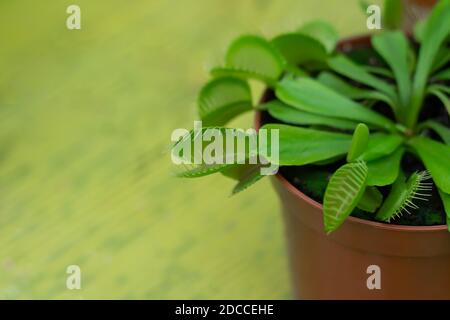 Potted venus flytrap (Dionaea muscipula) carnivorous plant closeup Stock Photo