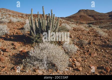 Euphorbia damarana in the Grootbergh mountains of Damaraland in Namibia Stock Photo