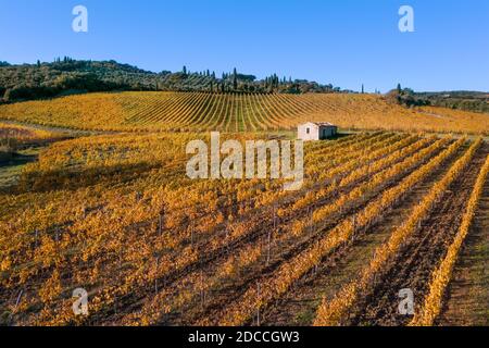 Flying above yellow color Vineyard rows shot at the cold autumn after the harvesting completed. Italian Chianti region location. Viticulture or wine-g Stock Photo