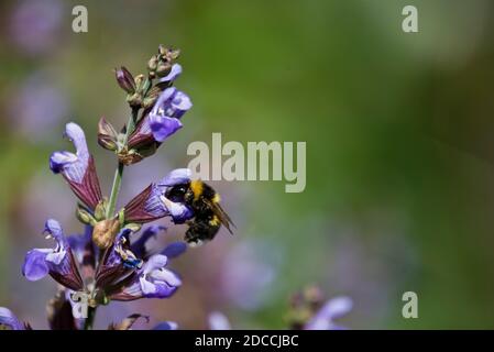 Bumble bee foraging on a sage plant flower Stock Photo