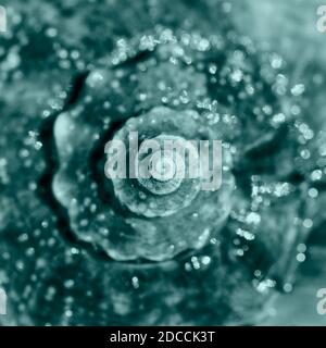 Sea shell close up. Top view, deep focus. Spiral and curly shell texture. Sea shell toned in trendy 2021 color Stock Photo