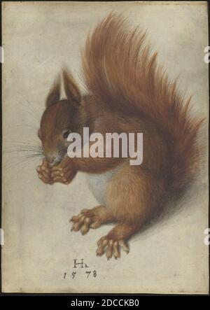 Hans Hoffmann, (artist), German, c. 1545/1550 - 1591/1592, Red Squirrel, 1578, watercolor and gouache over traces of graphite on vellum, overall: 25 x 17.8 cm (9 13/16 x 7 in Stock Photo