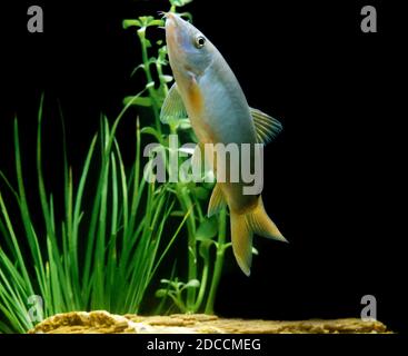 BLUE LOACH OR BLUE BOTIA botia modesta Stock Photo