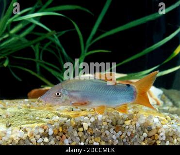 BLUE LOACH OR BLUE BOTIA botia modesta Stock Photo