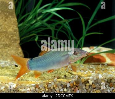 BLUE LOACH OR BLUE BOTIA botia modesta Stock Photo