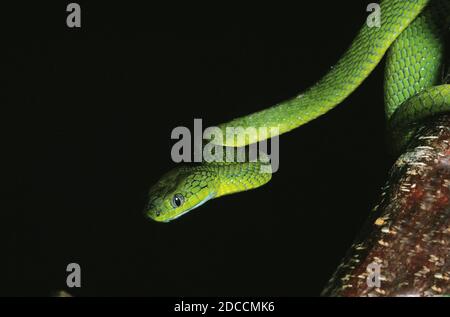 GREEN CAT SNAKE boiga cyanea, ADULT, THAILLAND Stock Photo