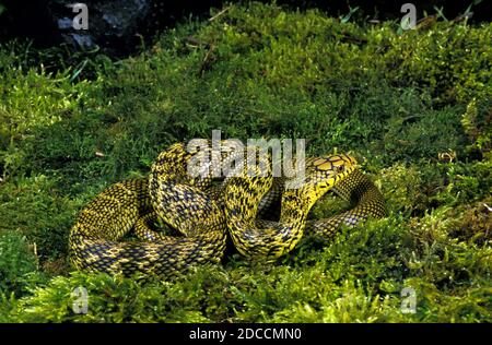 CHINESE KING RATSNAKE elaphe carinata, ADULT Stock Photo