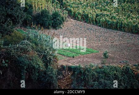 farmer in the fields of marihuana in the Rif mountains Morocco Stock Photo