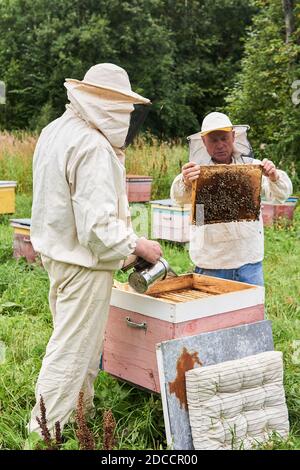 Perm, Russia - August 13, 2020: two beekeepers checking the hive using a smoker and examines removed brood frame Stock Photo