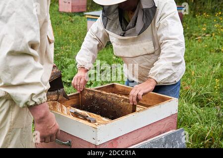 Perm, Russia - August 13, 2020: beekeepers checking the hive using a smoker and extracts the brood frame Stock Photo
