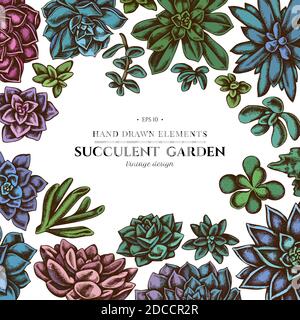 Floral design with colored succulent echeveria, succulent echeveria, succulent Stock Vector
