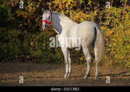 Dapple grey andalusian horse into forest ranch in autumn evening Stock Photo
