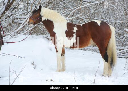 Beautiful paint vanner draft horse in winter snow park Stock Photo