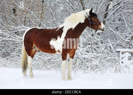 Beautiful paint vanner draft horse in winter snow park Stock Photo