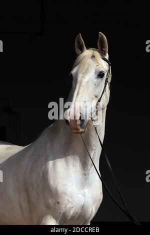 Andalusian white horse portrait against  dark stable background Stock Photo