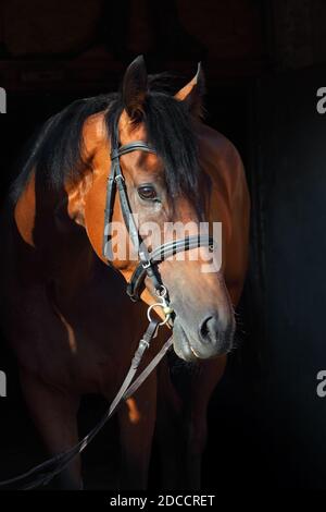 Dressage sportive horse with classic bridle in dark stable Stock Photo