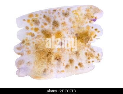 Wet watercolor abstract spots texture in yellow , ochre and violet on white background Stock Photo
